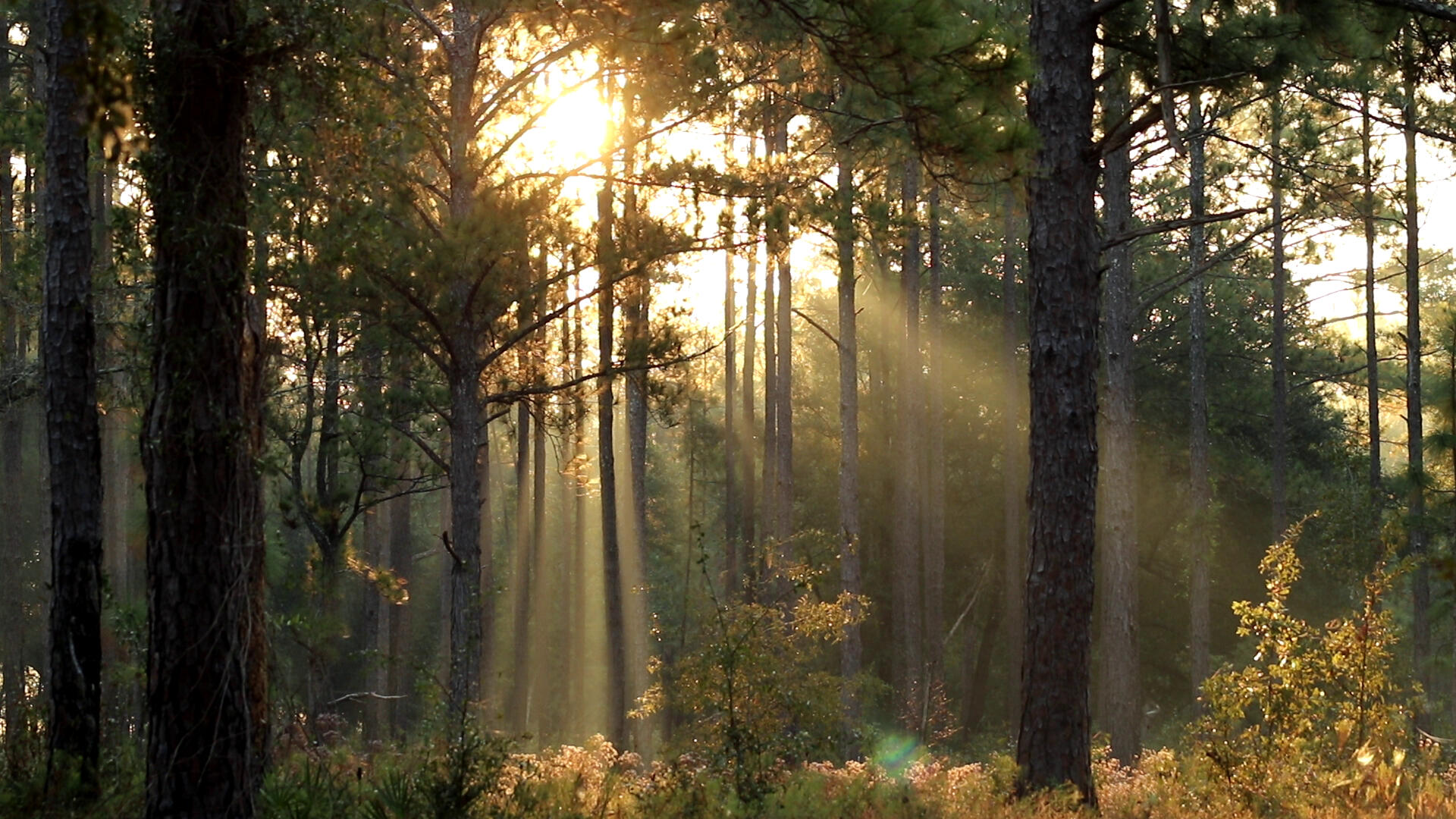 Elkmont Morning by Noagh