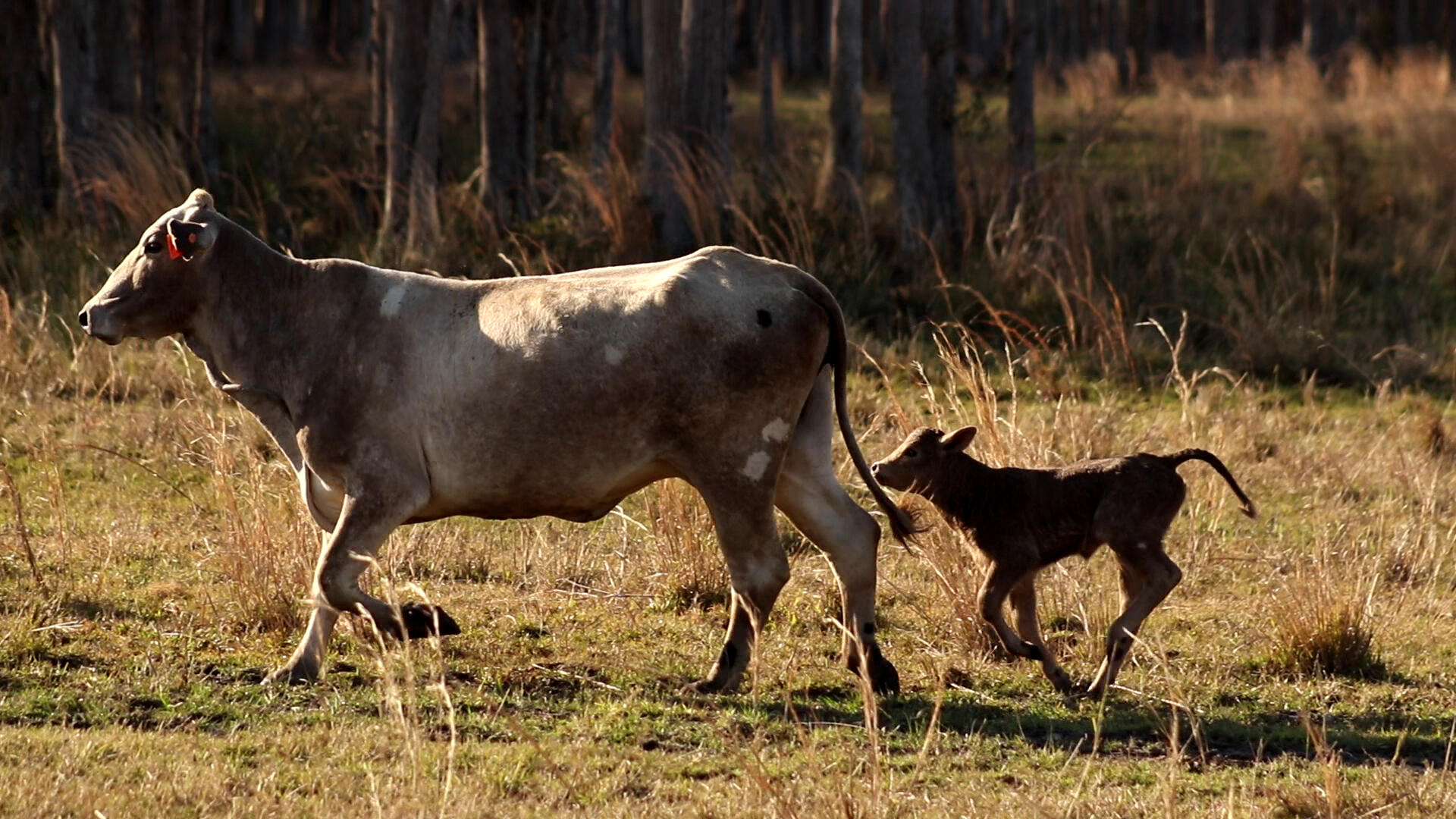 Lake Francis Cows by Noagh